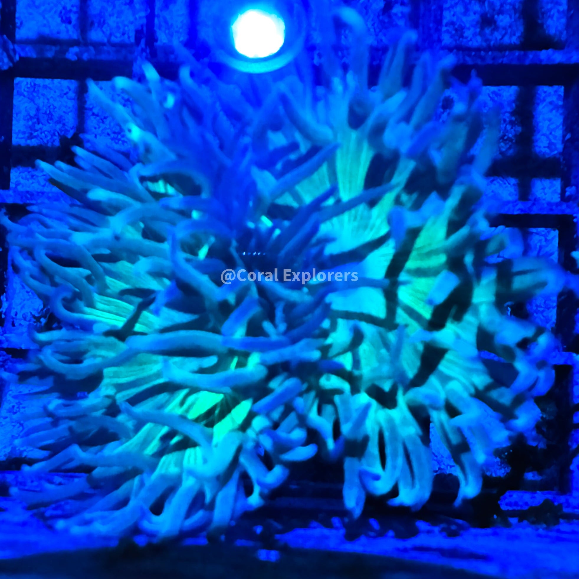 CE- WYSIWYG Green Duncan Coral Frag Live Coral Frag LPS ZOA SPS #R1GN16