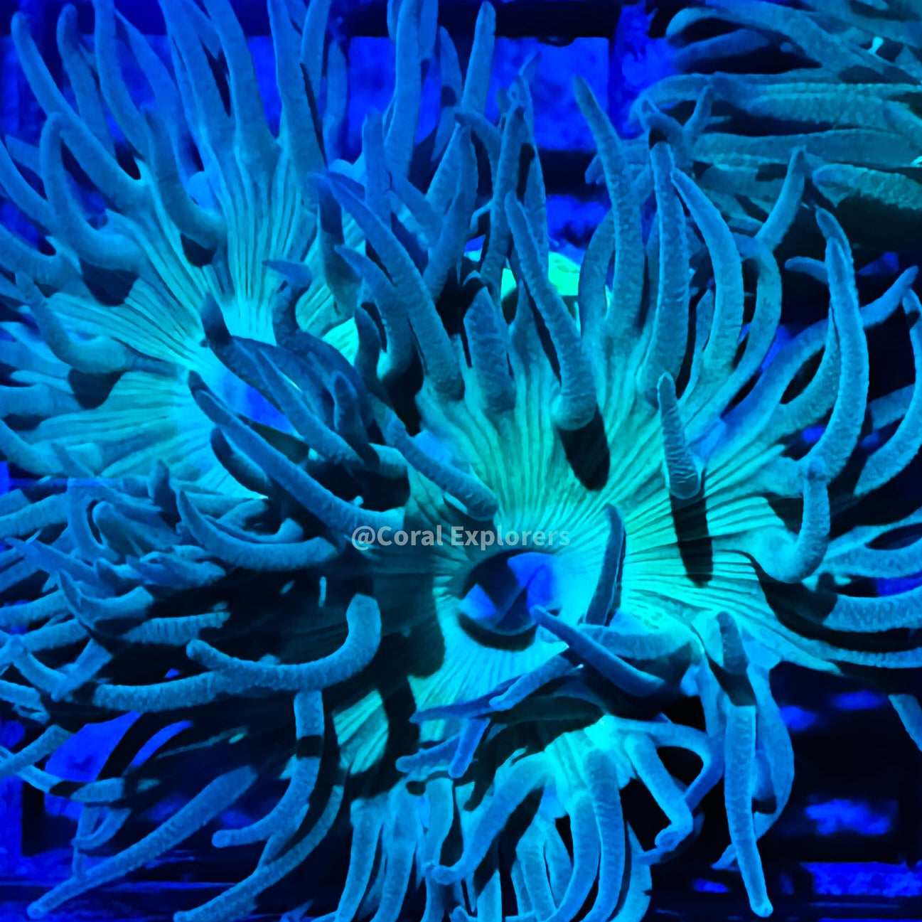 CE- WYSIWYG Green Duncan Coral Frag Live Coral Frag LPS ZOASPS #R1GN17