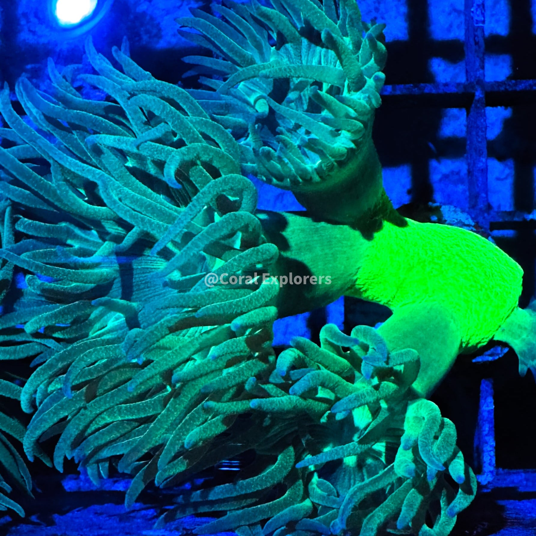 CE- WYSIWYG Green Duncan Coral Frag Live Coral Frag LPS ZOA SPS #R1GN18