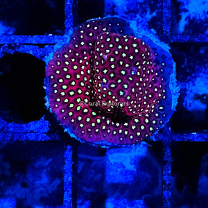 CE- WYSIWYG Electric Daisy Stylo Frag Live Coral LPS SPS #R1GN1