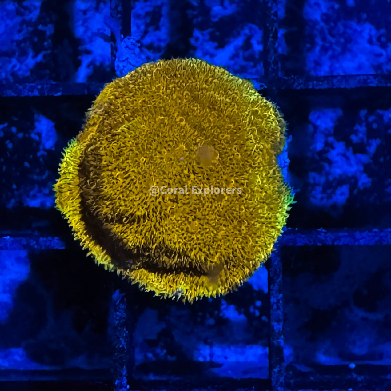 CE- WYSIWYG Orange Psammocora Frag Live Coral LPS SPS #R1GN2