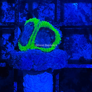 CE- WYSIWYG Wolverine Favia Frag Live Coral LPS SPS #R1GN3