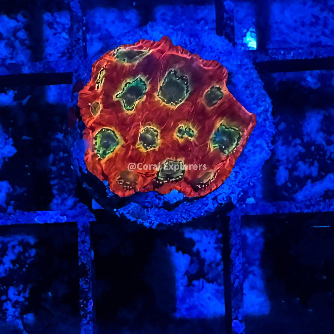 CE- WYSIWYG JF Sector 001 Favia Frag Live Coral LPS SPS #R1GN4