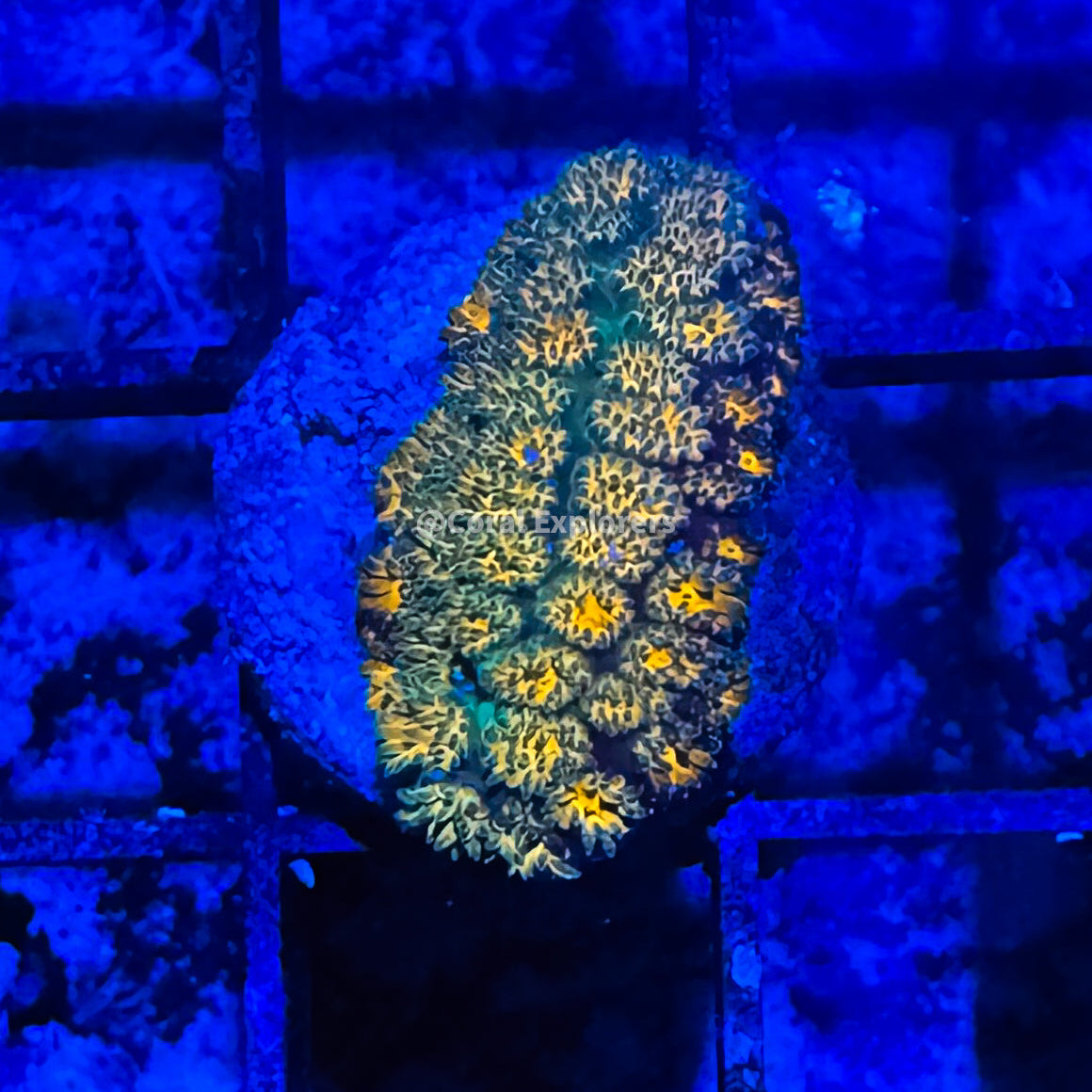 CE- WYSIWYG John Deere Leptastrea Coral Frag Live Coral LPS SPS #R1GN5