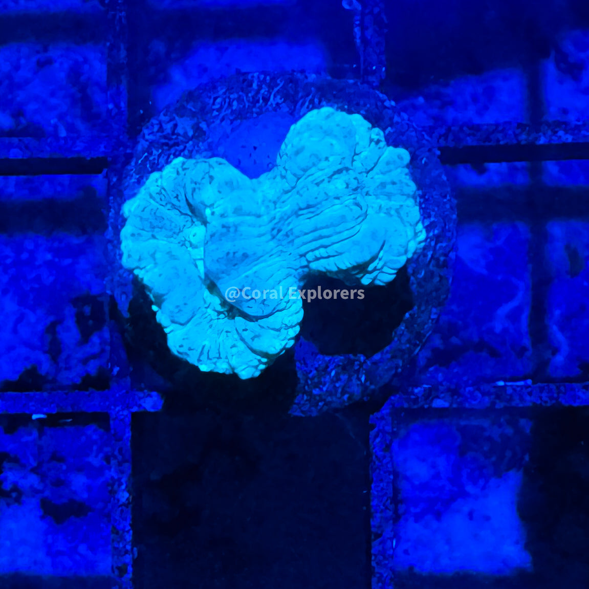 CE- WYSIWYG Teal Candy Cane Coral Frag Live Coral LPS SPS #R1GN6