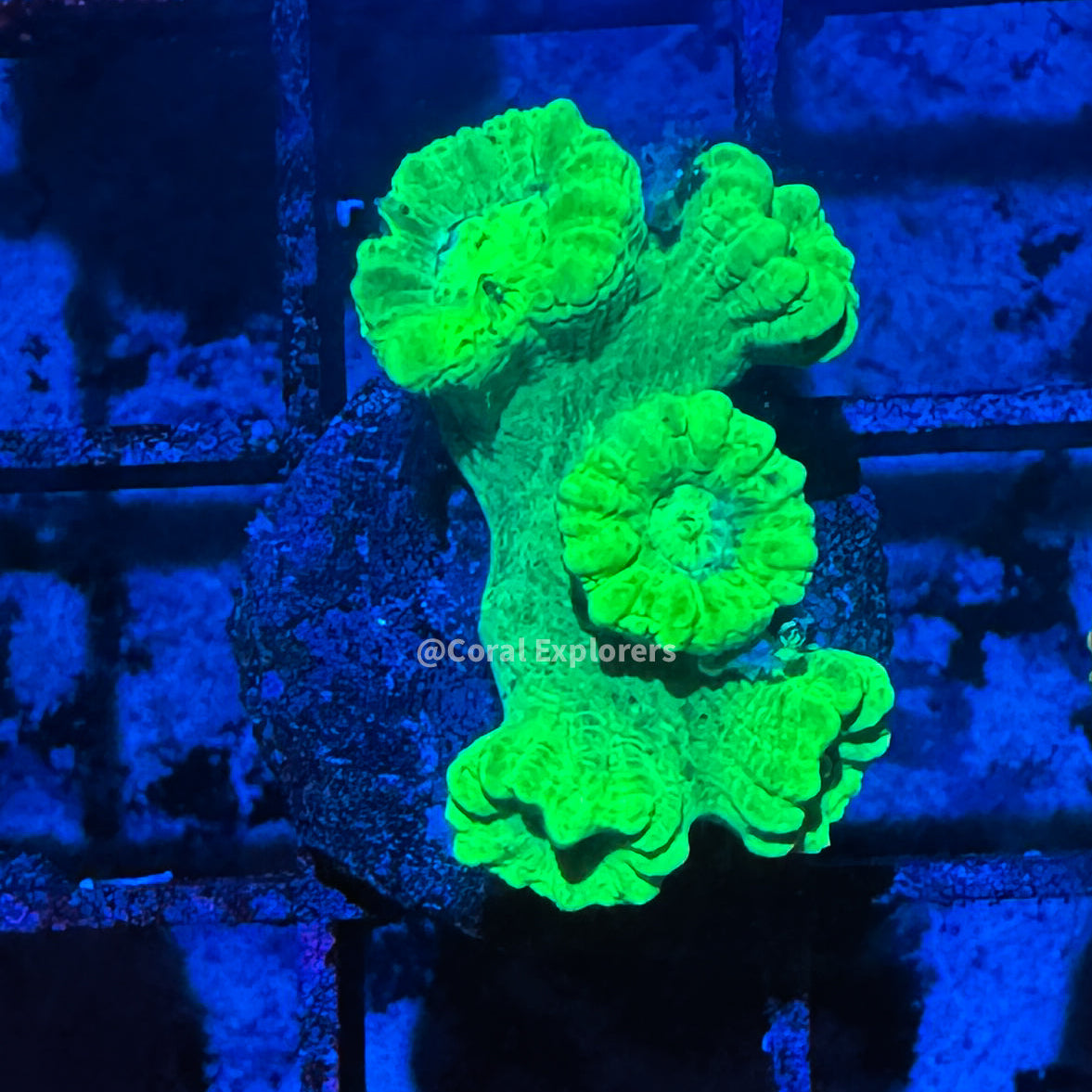 CE- WYSIWYG Neon Green Candy Cane Coral Frag Live Coral LPS SPS #R1GN7