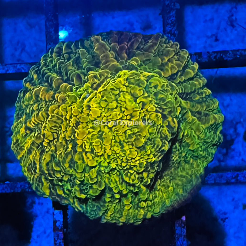 CE- WYSIWYG WWC Stellaria Chalice Coral Frag Live Coral LPS SPS #R1GN8