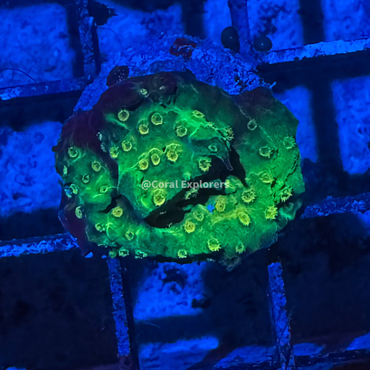 CE- WYSIWYG Lucky Leprucan Cyphastrea Coral Frag Live Coral LPS SPS #R1GN9
