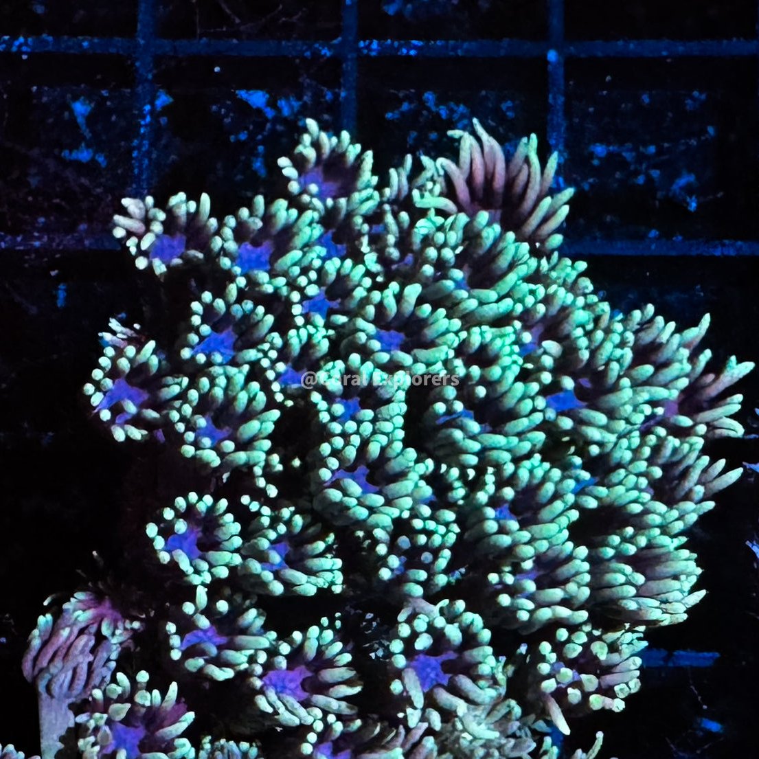 CE- WYSIWYG Stardawg Rainbow Goni Frag - Live Coral Frag LPS SPS #R1GE10