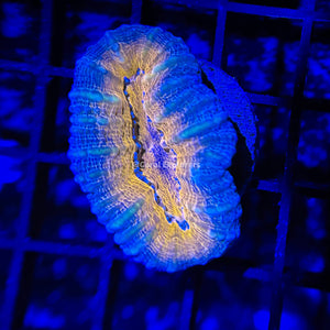 CE- WYSIWYG Dark Knight Lobophyllia Brain Coral- Live Coral Frag LPS SPS #R1H14