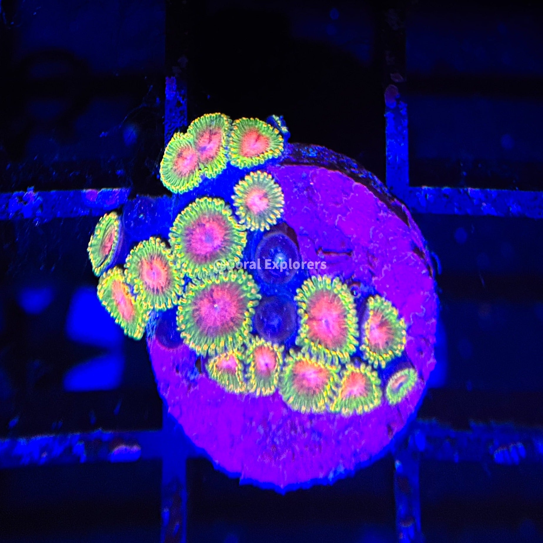CE- WYSIWYG Awesome Blossom Zoa Zoanthid - Live Coral Frag LPS SPS #R1H3