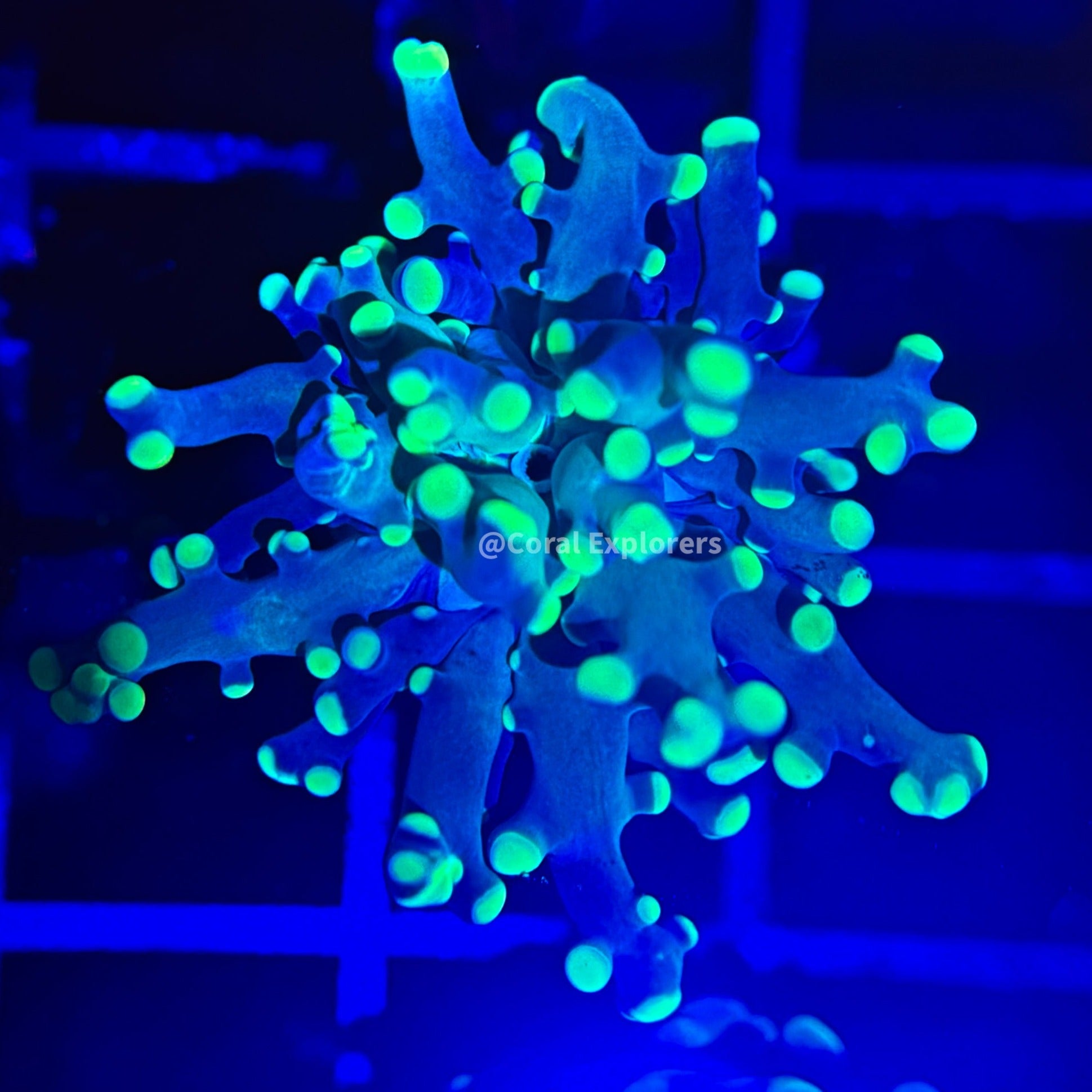 CE- WYSIWYG Neon Green Tip Octospawn Euphyllia Coral Frag LPS SPS #R1I7