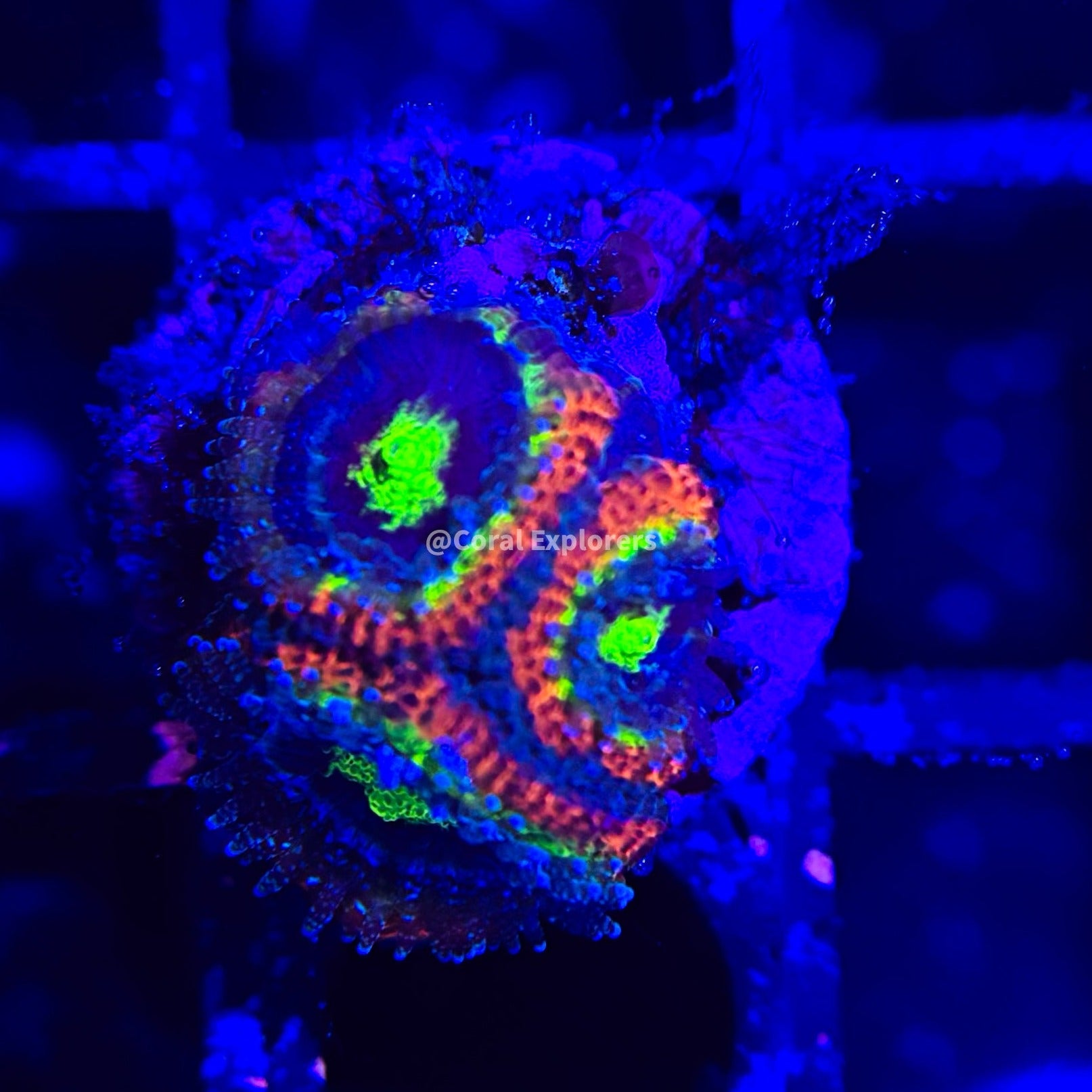 CE- WYSIWYG Holy Grail Micromussa Acan Lord- Live Coral Frag LPS SPS #R1OA10