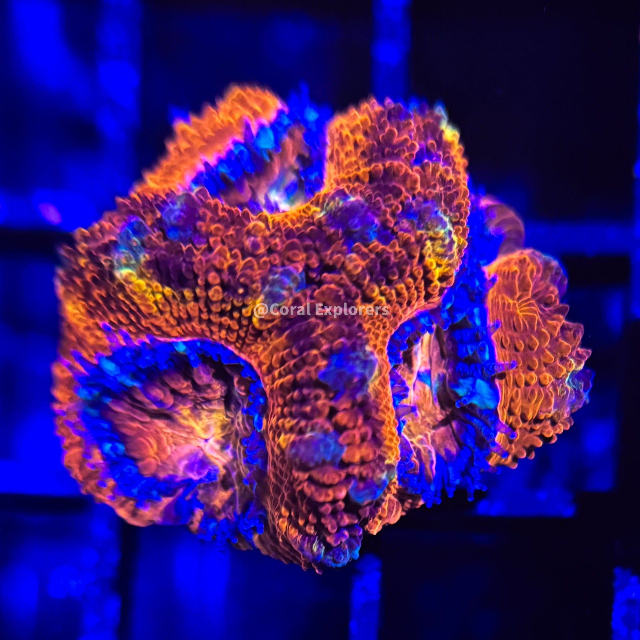 CE- WYSIWYG Red Rockstar Acan Lord Micromussa Coral Frag LPS SPS #R1OA11