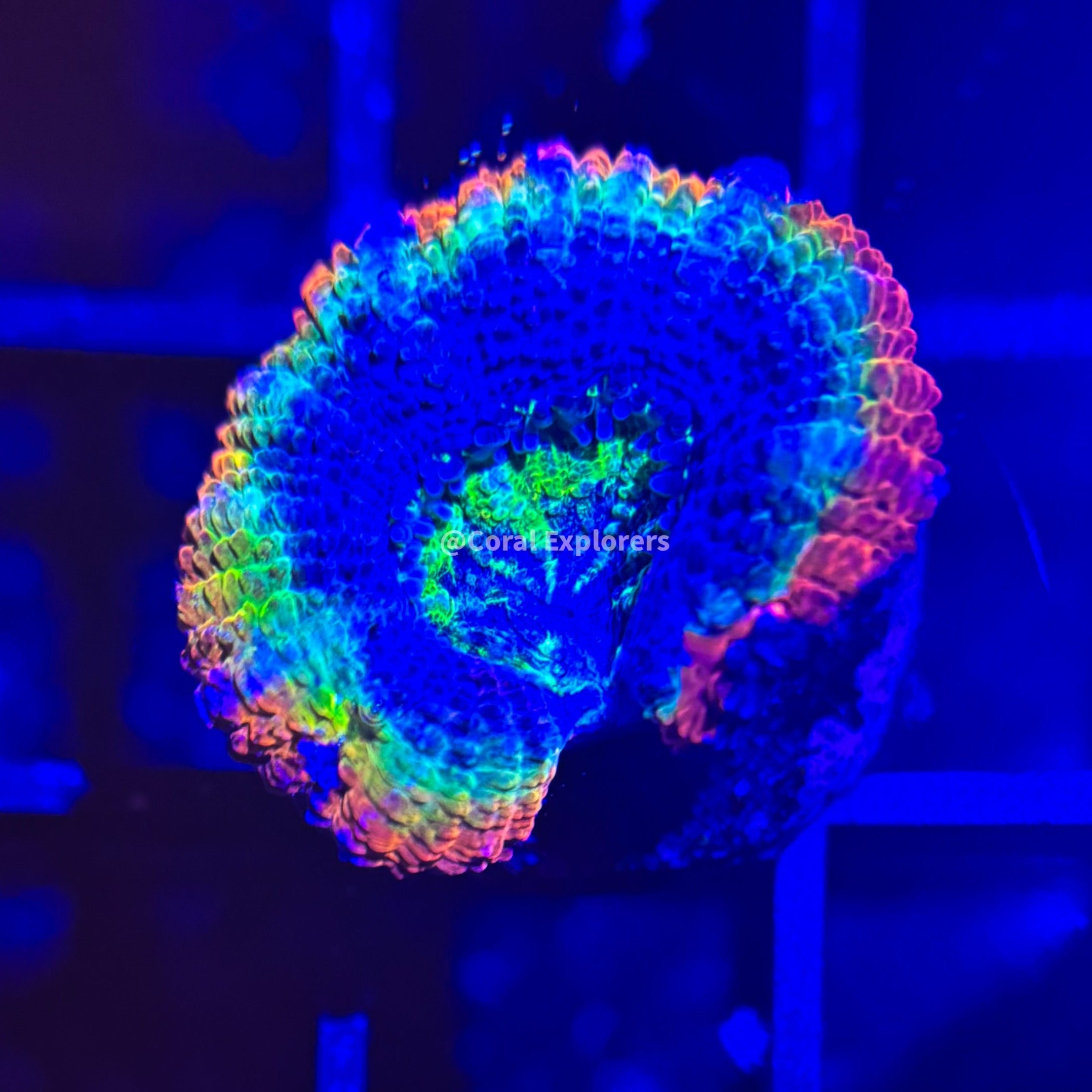 CE- WYSIWYG Tye Dye Acan Lord Micromussa Coral Frag LPS SPS #R1OA13