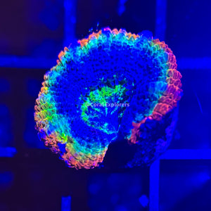 CE- WYSIWYG Tye Dye Acan Lord Micromussa Coral Frag LPS SPS #R1OA13