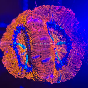 CE- WYSIWYG Daydreamin Acan Lord Micromussa Coral Frag LPS SPS #R1OA14