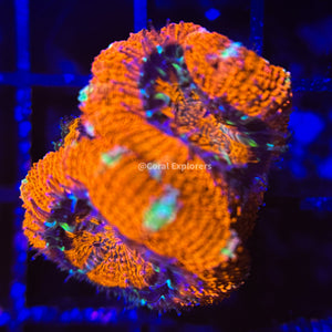 CE- WYSIWYG Kiss of Death Acan Lord Micromussa Coral Frag LPS SPS #R1OA2