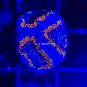 CE- WYSIWYG Cookie Monster Acan Lord Micromussa Coral Frag LPS SPS #R1OA4