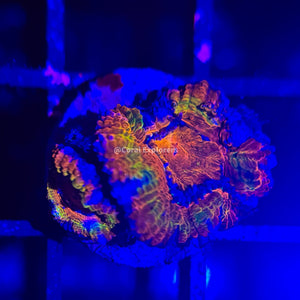 CE- WYSIWYG Golden Eye Acan Lord Micromussa Coral Frag LPS SPS #R1OA6