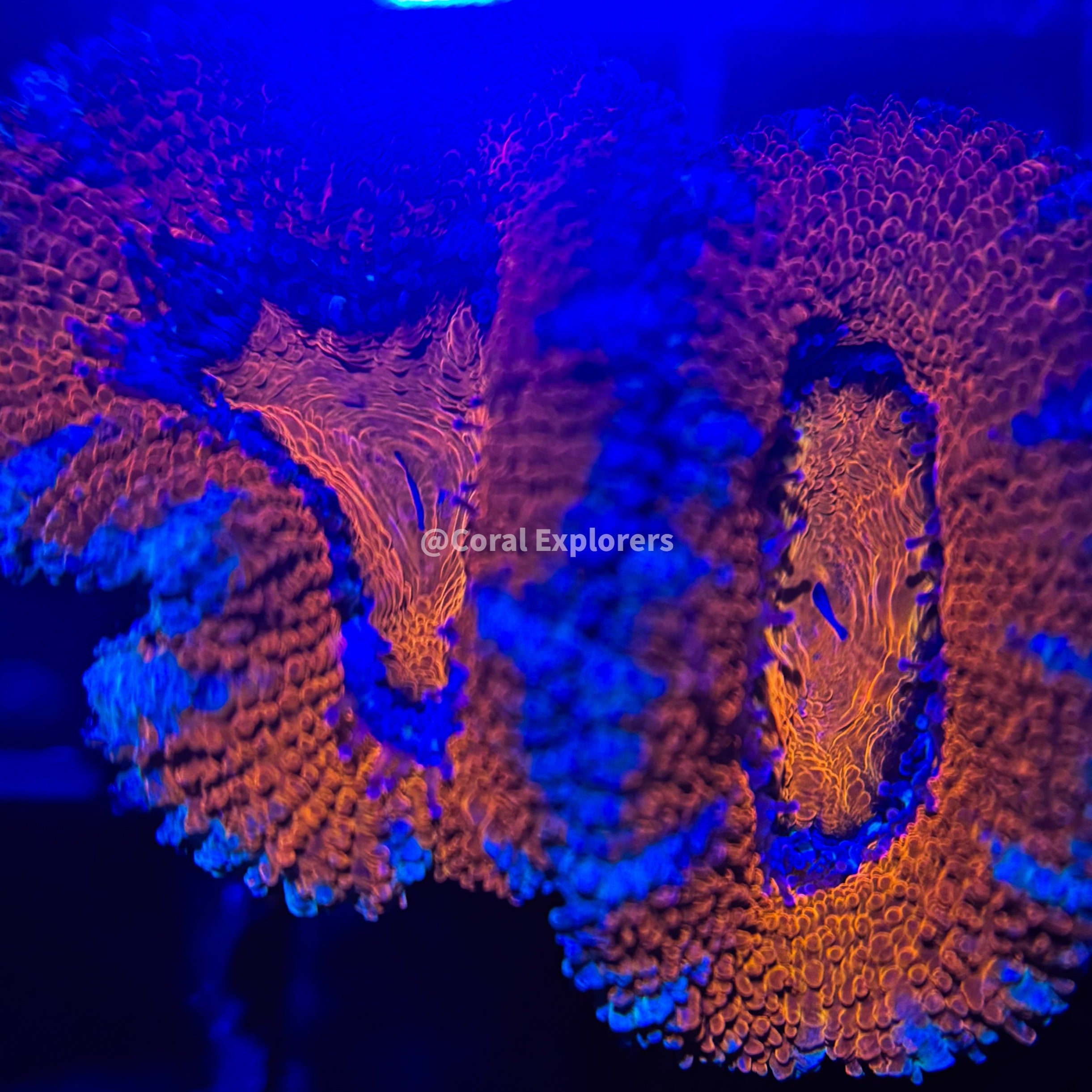 CE- WYSIWYG Tiffany Blue Acan Lord Micromussa Coral Frag LPS SPS #R1OA8