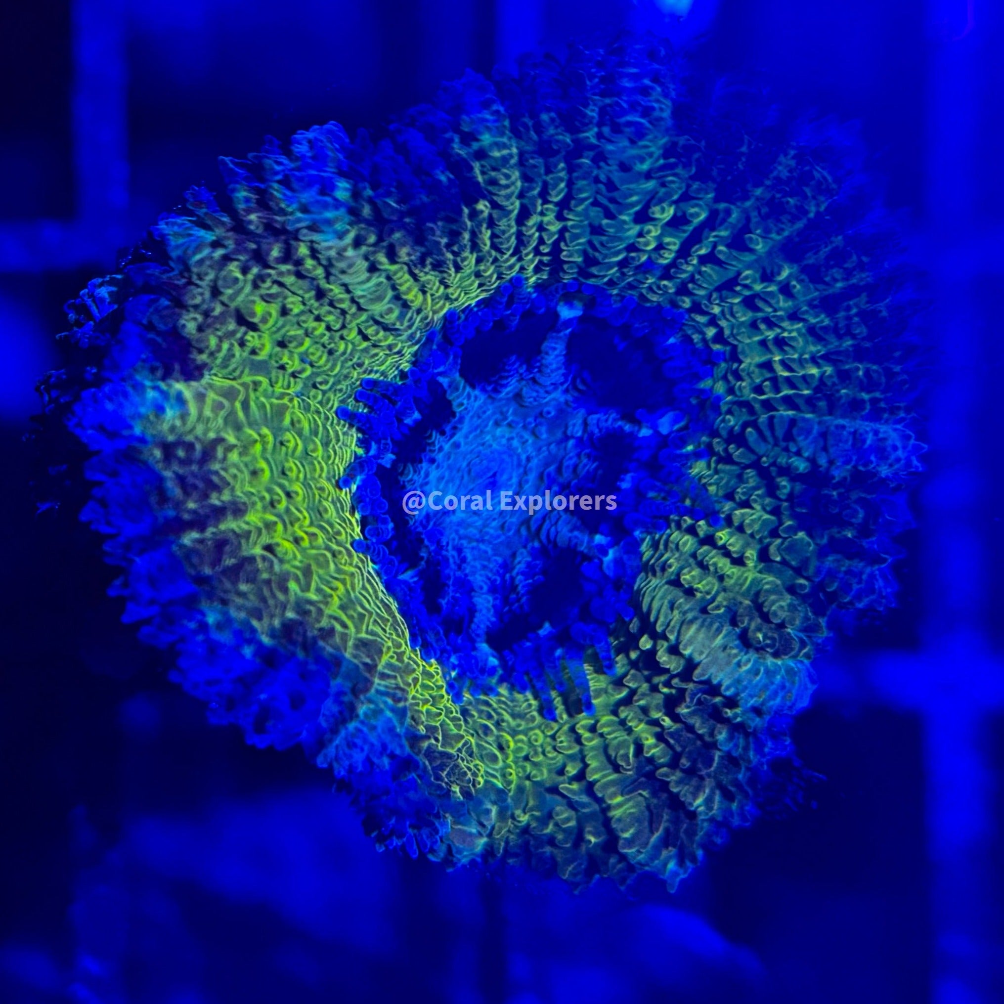 CE- WYSIWYG LA Lakers Acan Lord Micromussa Coral Frag LPS SPS #R1OA9