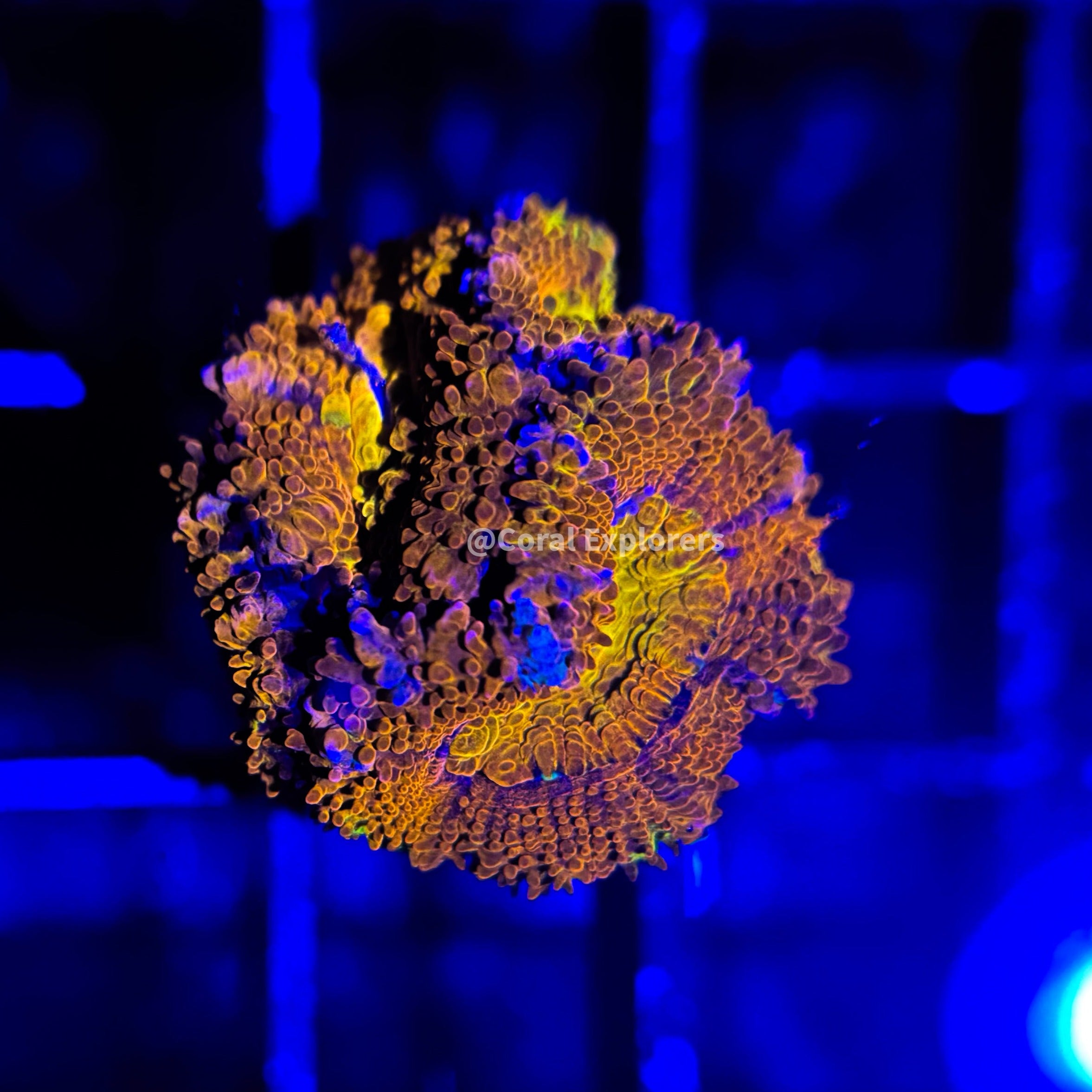CE- WYSIWYG Morning Glory Acan Lord Micromussa Coral Frag LPS SPS #R1OB10
