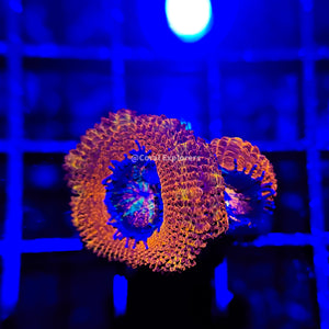 CE- WYSIWYG Crystal Eye Acan Lord Micromussa Coral Frag LPS SPS #R1OB11