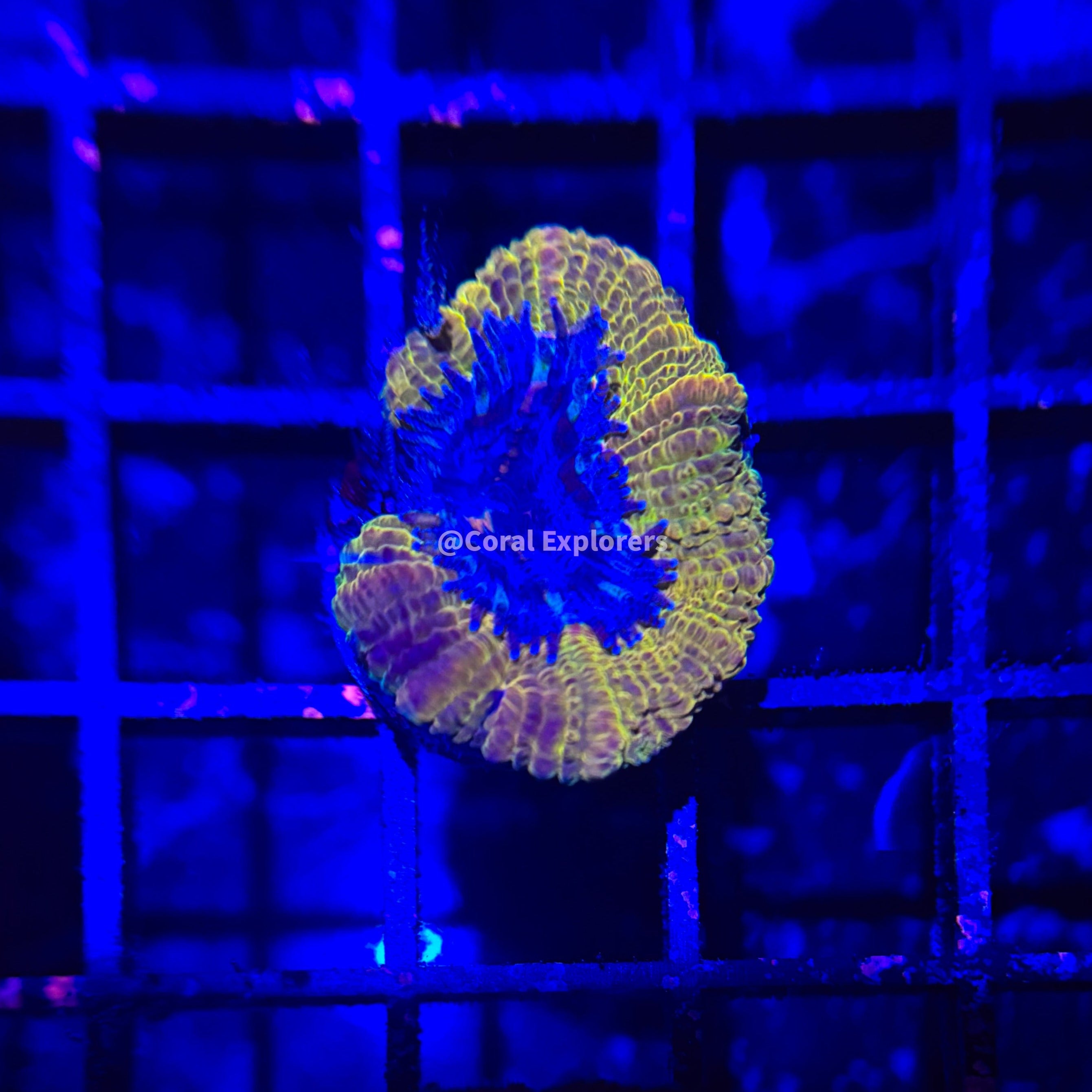 CE- WYSIWYG Jungle Juice Acan Lord Micromussa Coral Frag LPS SPS #R1OB12