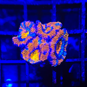 CE- WYSIWYG Eagle Eye Acan Lord Micromussa Coral Frag LPS SPS #R1OB13