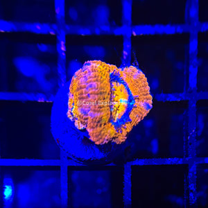CE- WYSIWYG Ember on Fire Acan Lord Micromussa Coral Frag LPS SPS #R1OB14