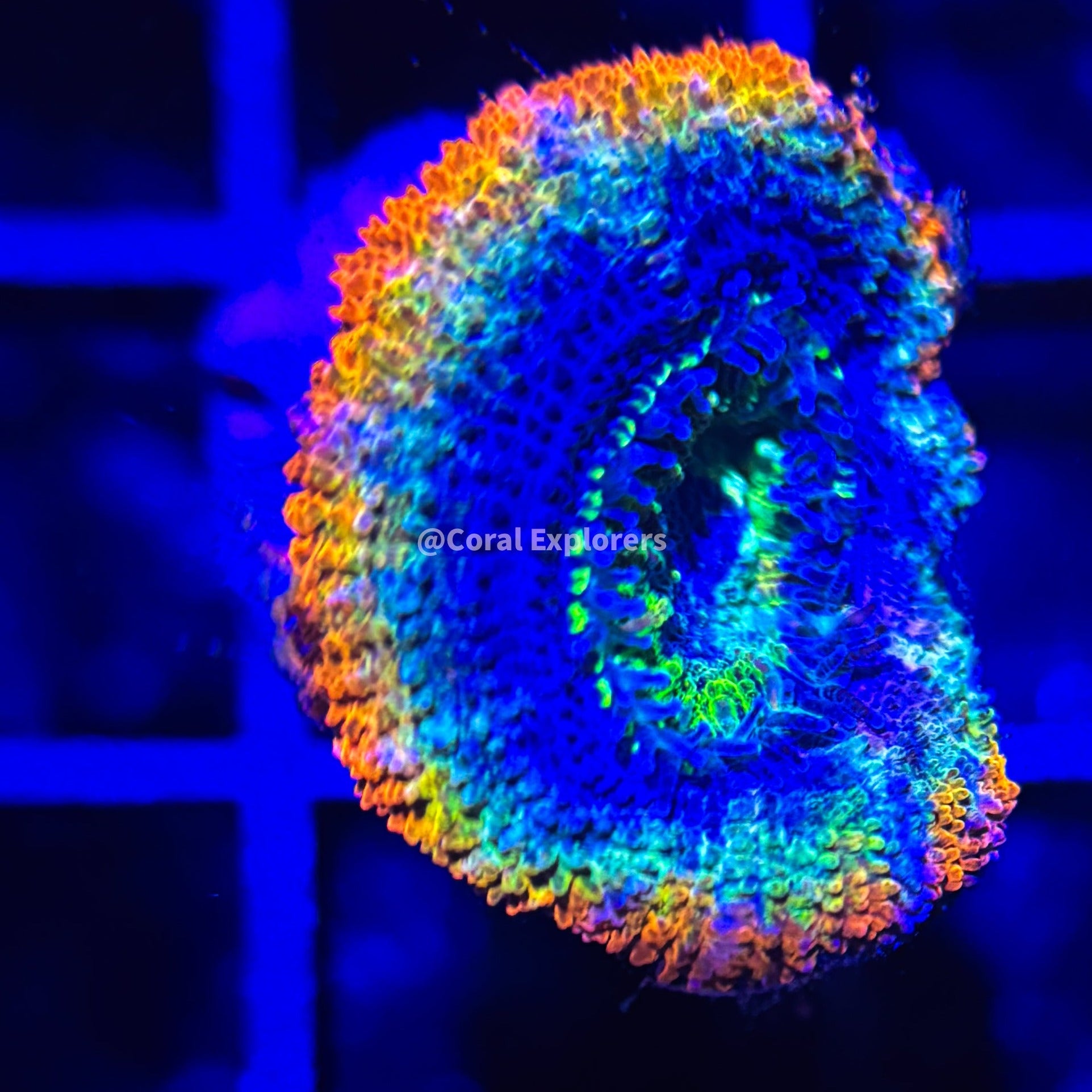 CE- WYSIWYG Tie Dye Acan Lord Micromussa Coral Frag LPS SPS #R1OB3