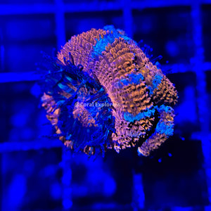 CE- WYSIWYG Pink Spiderman Acan Lord Micromussa Coral Frag LPS SPS #R1OB5