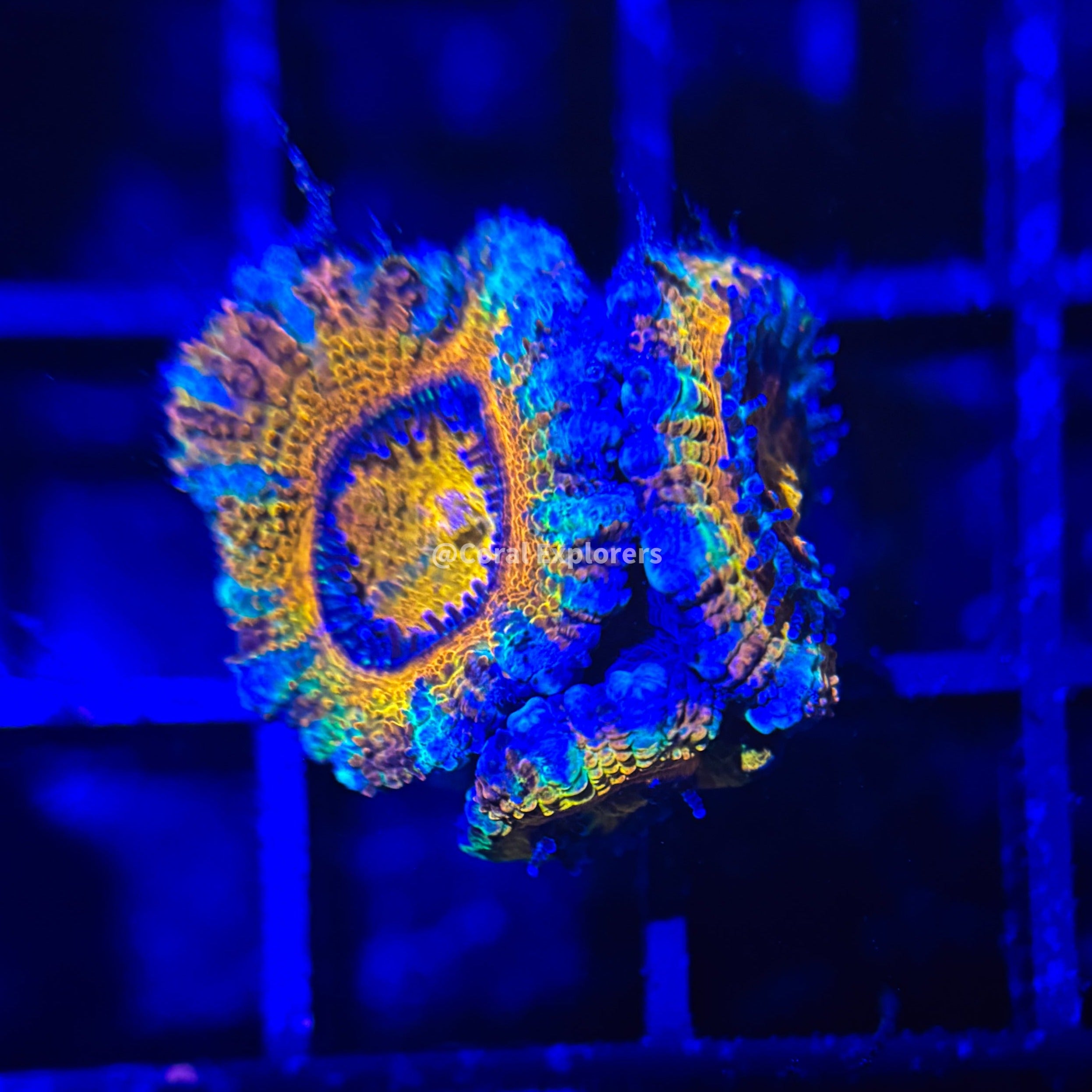 CE- WYSIWYG Golden Goose Acan Lord Micromussa Coral Frag LPS SPS #R1OB6