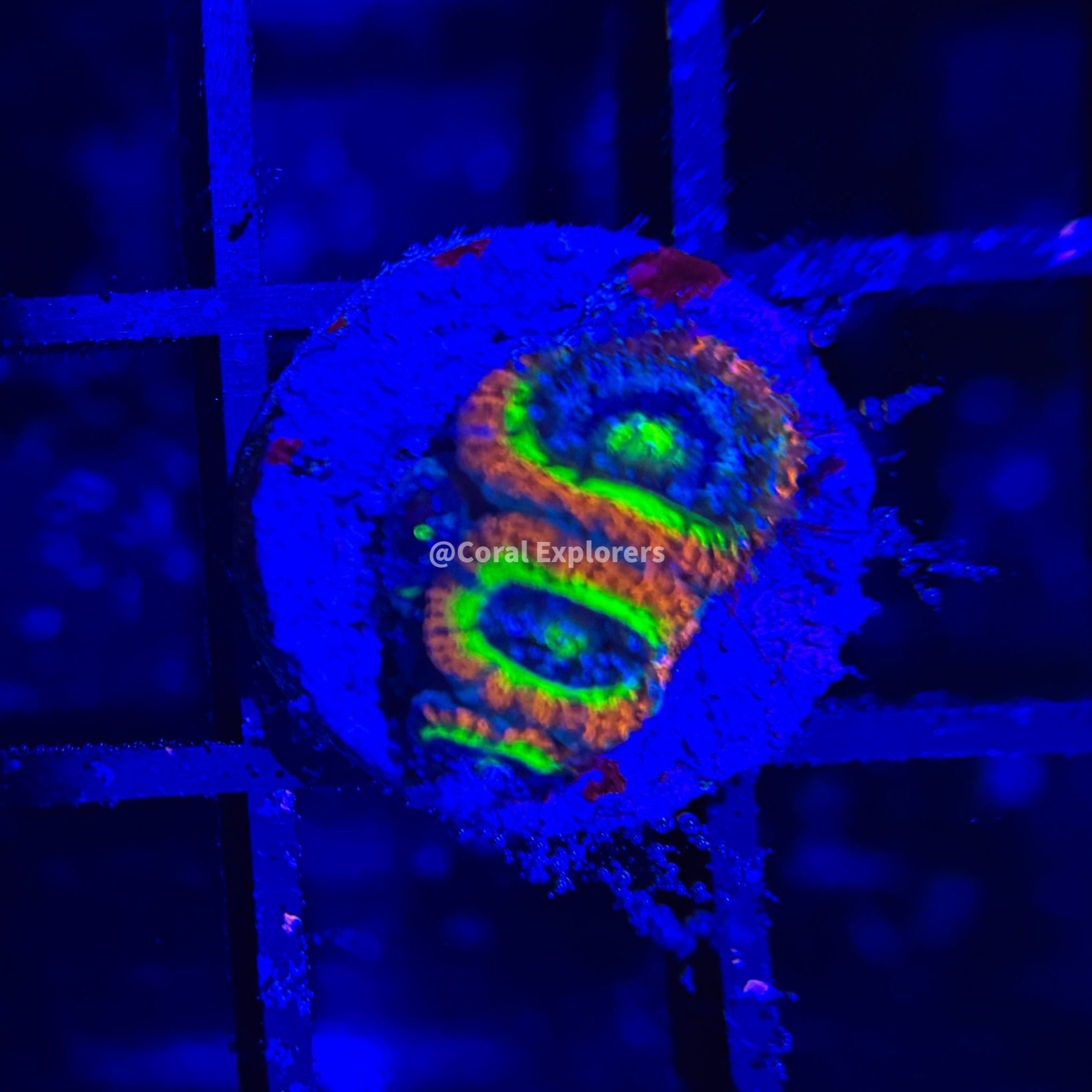 CE- WYSIWYG Holy Grail Micromussa Acan Lord- Live Coral Frag LPS SPS #R1OB7