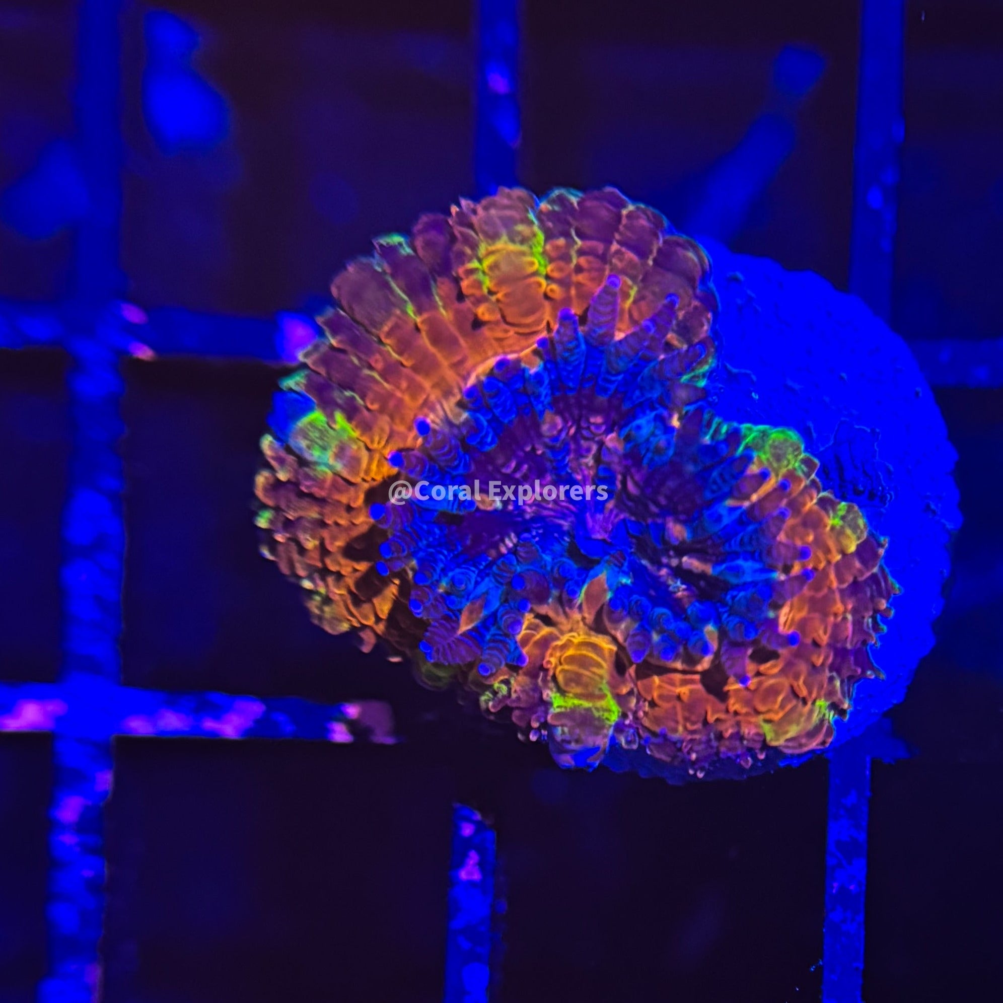 CE- WYSIWYG Motten Lava Acan Lord Micromussa Coral Frag LPS SPS #R1OB8