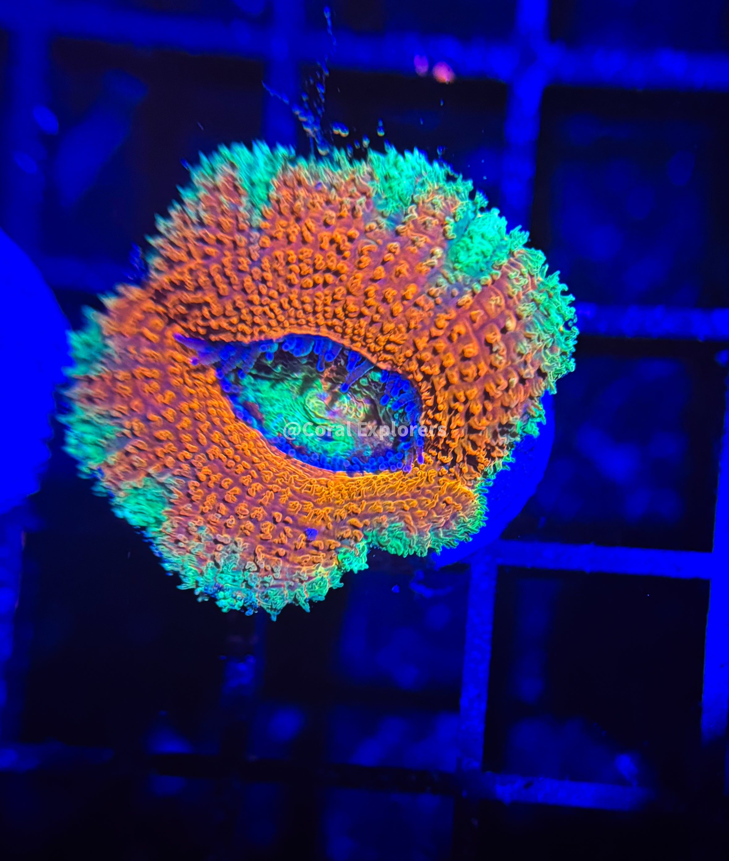 CE- WYSIWYG Tiffany Blue Acan Lord Micromussa Coral Frag LPS SPS #R1OB9