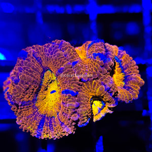 CE- WYSIWYG Chrysanthemum Acan Lord Micromussa Coral Frag LPS SPS #R1OC3