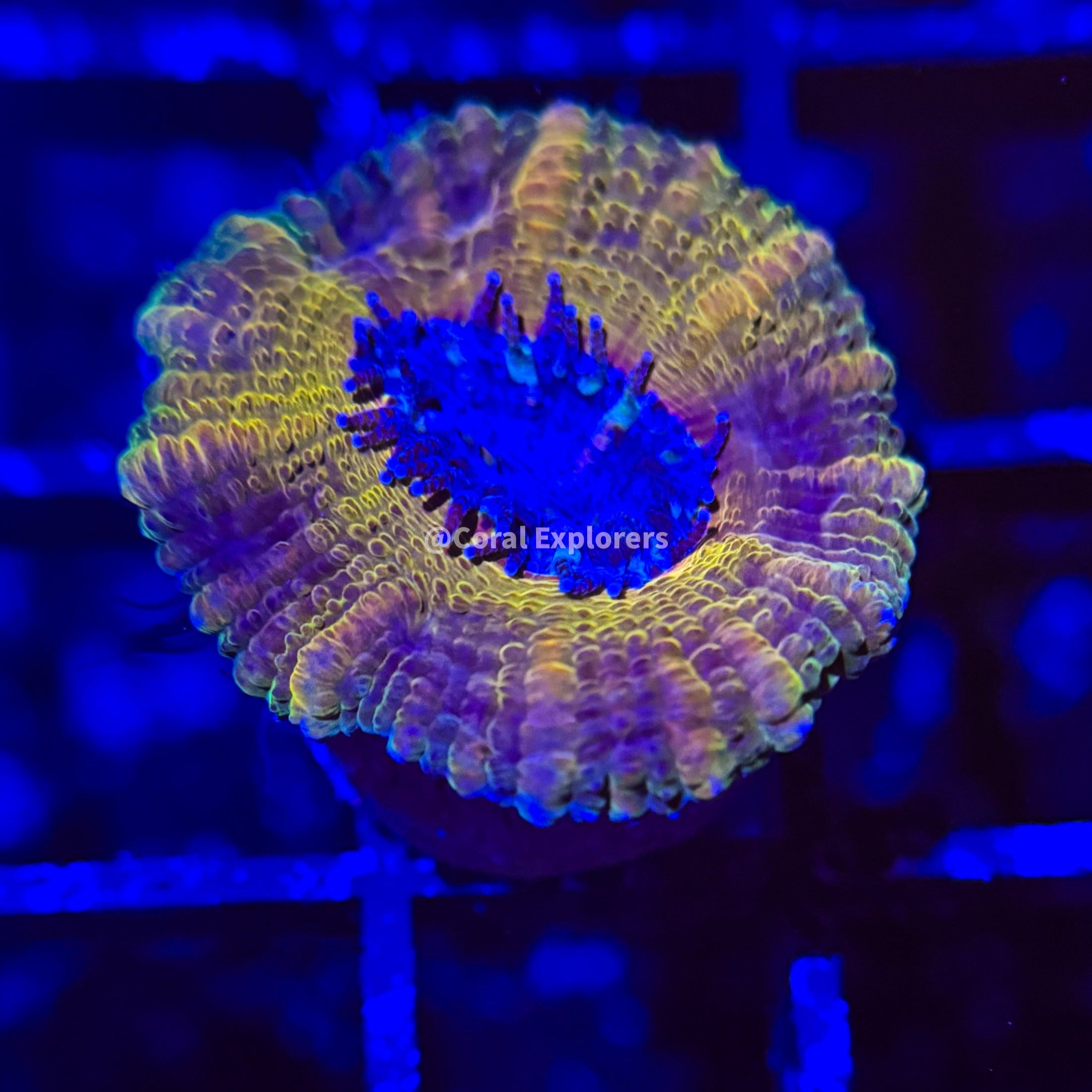 CE- WYSIWYG LA Lakers Acan Lord Micromussa Coral Frag LPS SPS #R1OC4