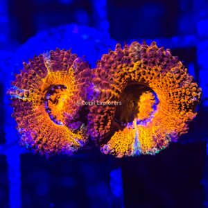CE- WYSIWYG Fandango Acan Lord Micromussa Coral Frag LPS SPS #R1OC5