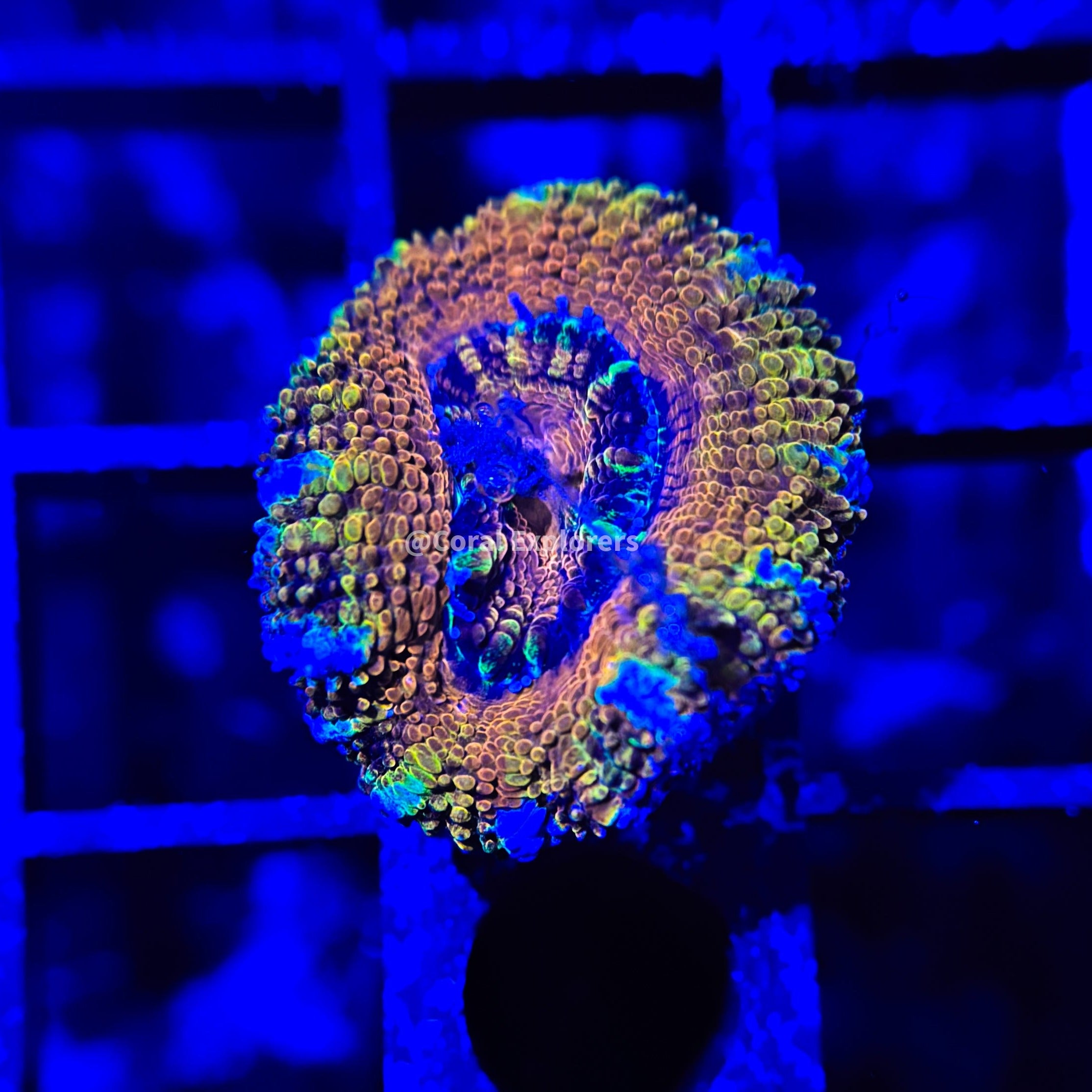 CE- WYSIWYG Gold Mine Acan Lord Micromussa Coral Frag LPS SPS #R1OC8