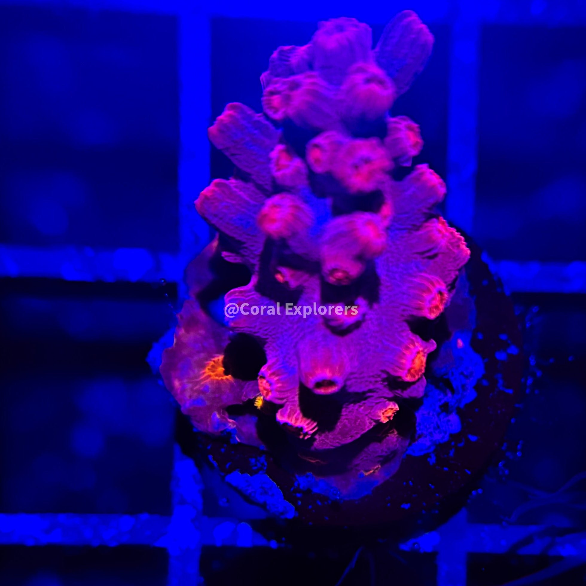 CE- WYSIWYG Pink Branching Cyphastrea - Live Coral Frag LPS SPS #R1OF3