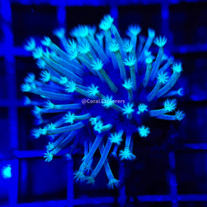 CE- WYSIWYG Weeping Willow Toadstool Frag - Live Coral Frag LPS SPS #R1OF4