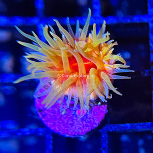 CE- WYSIWYG Fat Head ‘Dendro’- Live Coral Frag LPS SPS #R1OF5