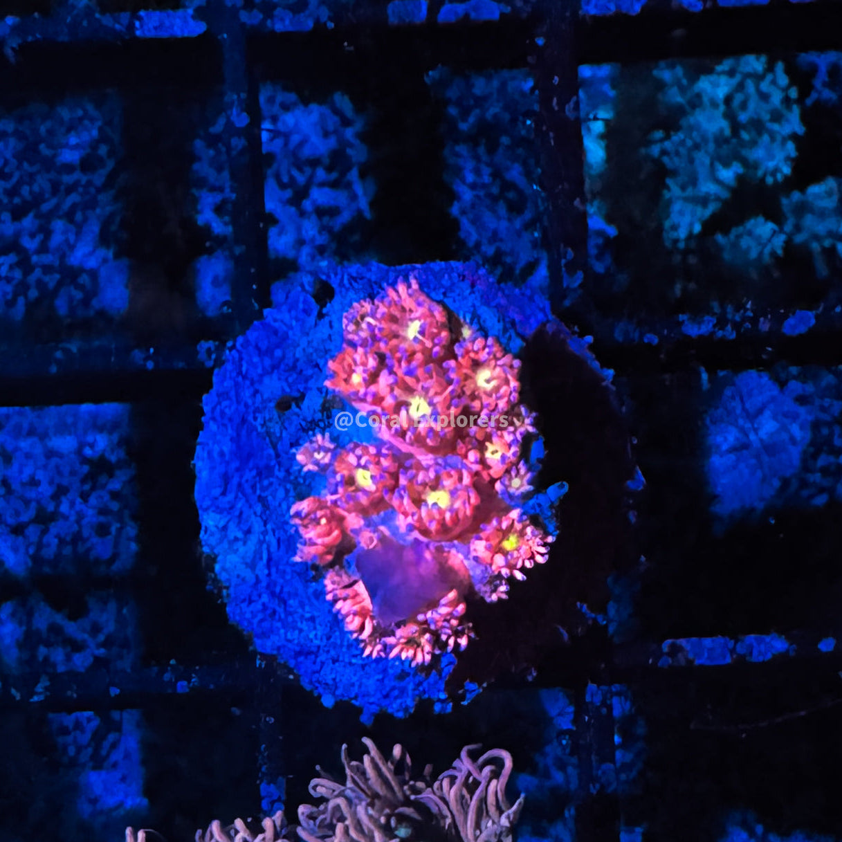 CE- WYSIWYG Midnight Rush Rainbow Goni Frag - Live Coral Frag LPS SPS #R2GA14