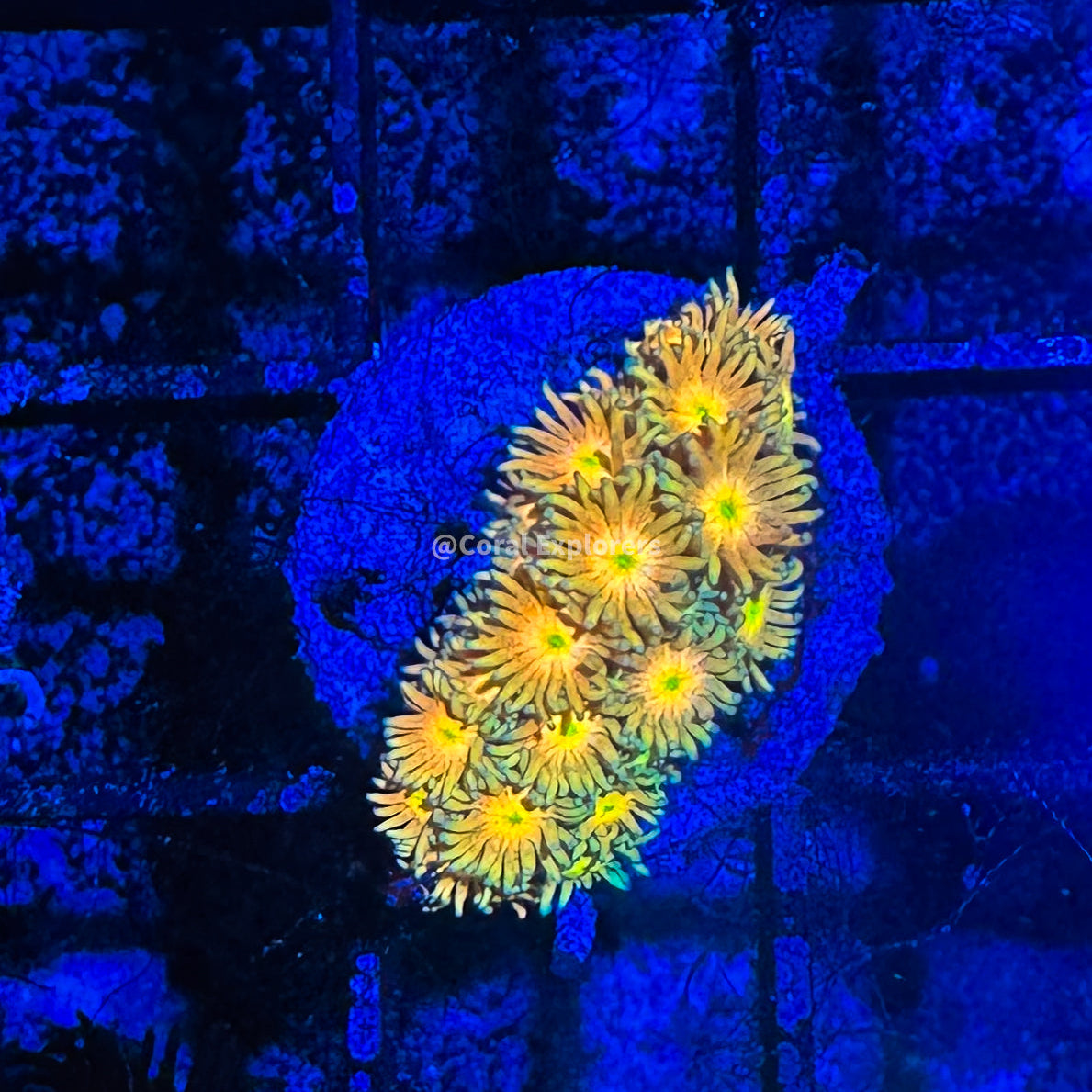 CE- WYSIWYG Electric Daisy Rainbow Goni Frag - Live Coral Frag LPS SPS #R2GA2