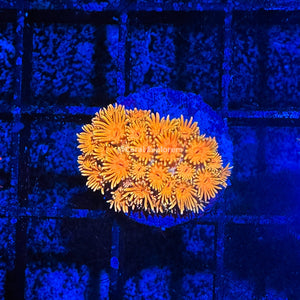 CE- WYSIWYG Orange Thunder Rainbow Goni Frag - Live Coral Frag LPS SPS #R2GB3