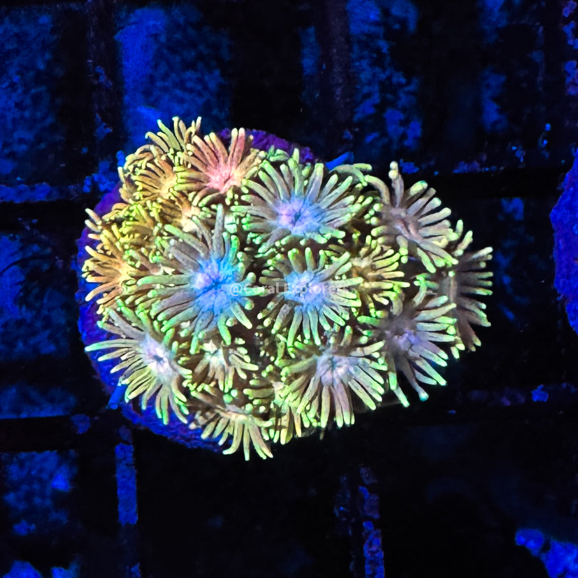 CE- WYSIWYG Daylight Rush Rainbow Goni Frag - Live Coral Frag LPS SPS #R2GC9