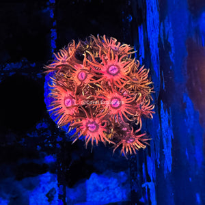 CE- WYSIWYG Electric Carnival Rainbow Goni Frag -Live Coral Frag LPS SPS #R2GD13