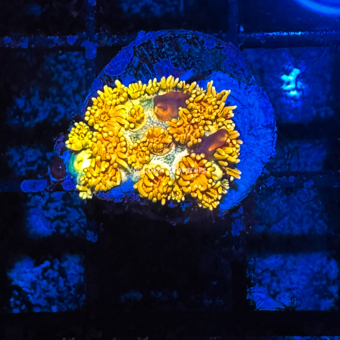 CE- WYSIWYG Tropic Thunder Rainbow Goni Frag - Live Coral Frag LPS SPS #R2GD3